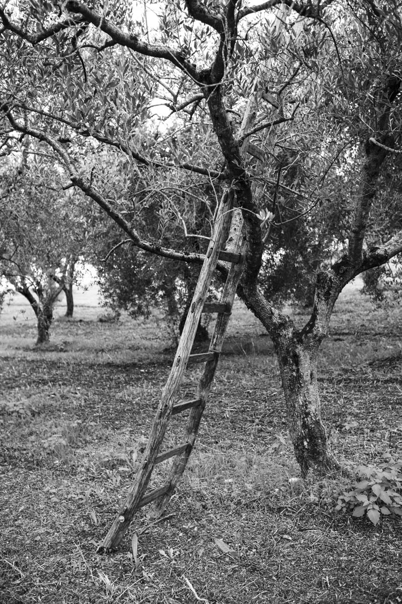 scaletta-olive